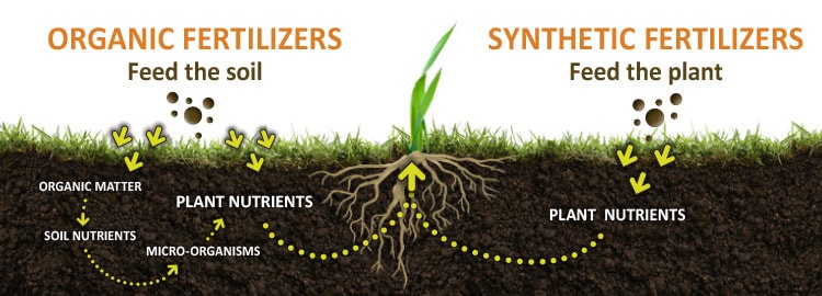 Organic and conventional plant root structure and how does it affect me?