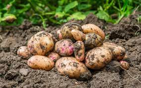 Organic Potatoes: A Healthier and More Sustainable Choice
