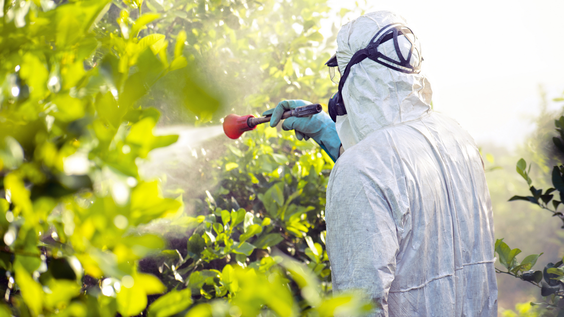What Insecticides are used commonly in NZ and why are they bad?